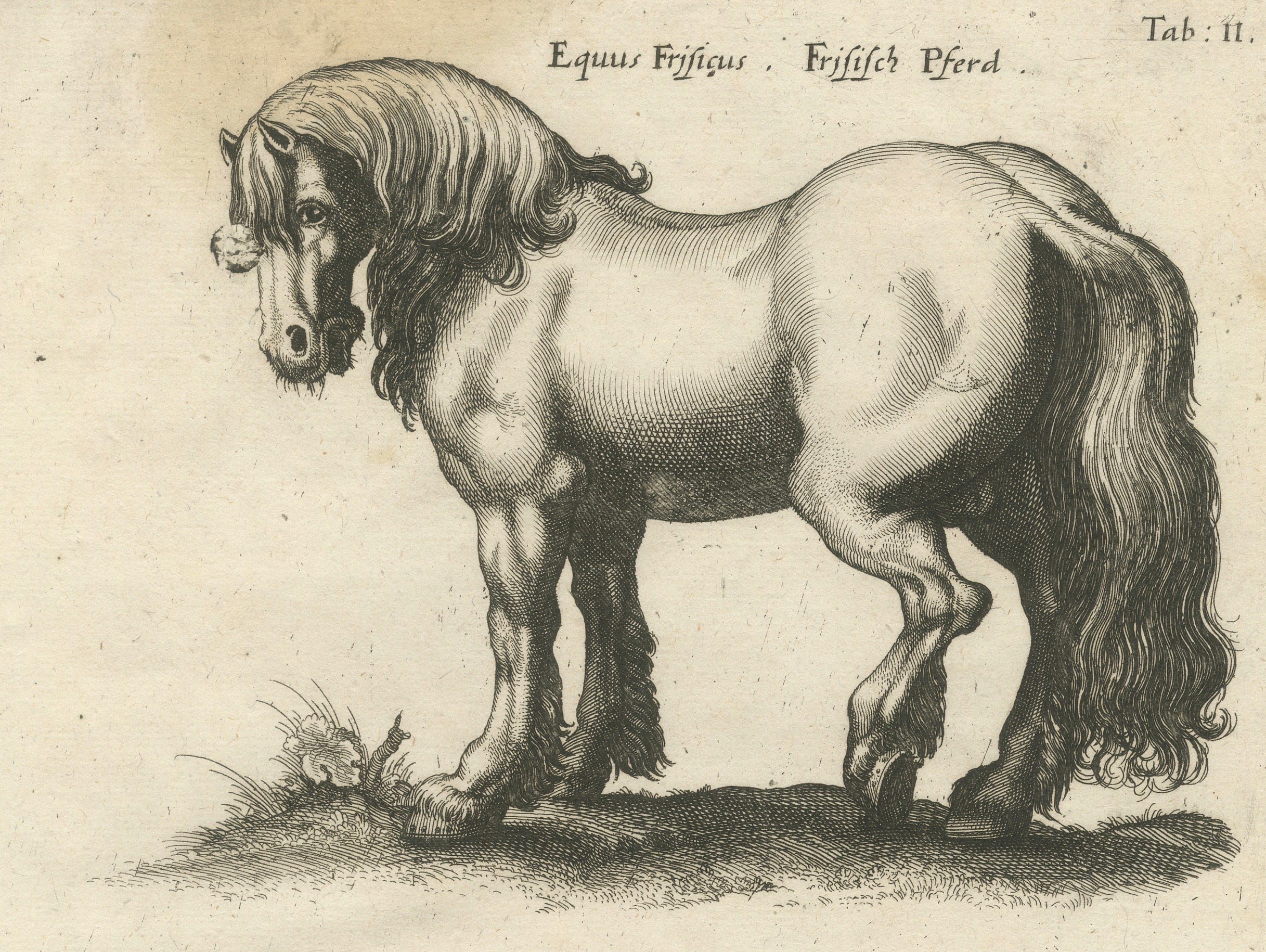 Early Frisian and Hungarian Horse Engraving by Jonstonus & Merian, 1650