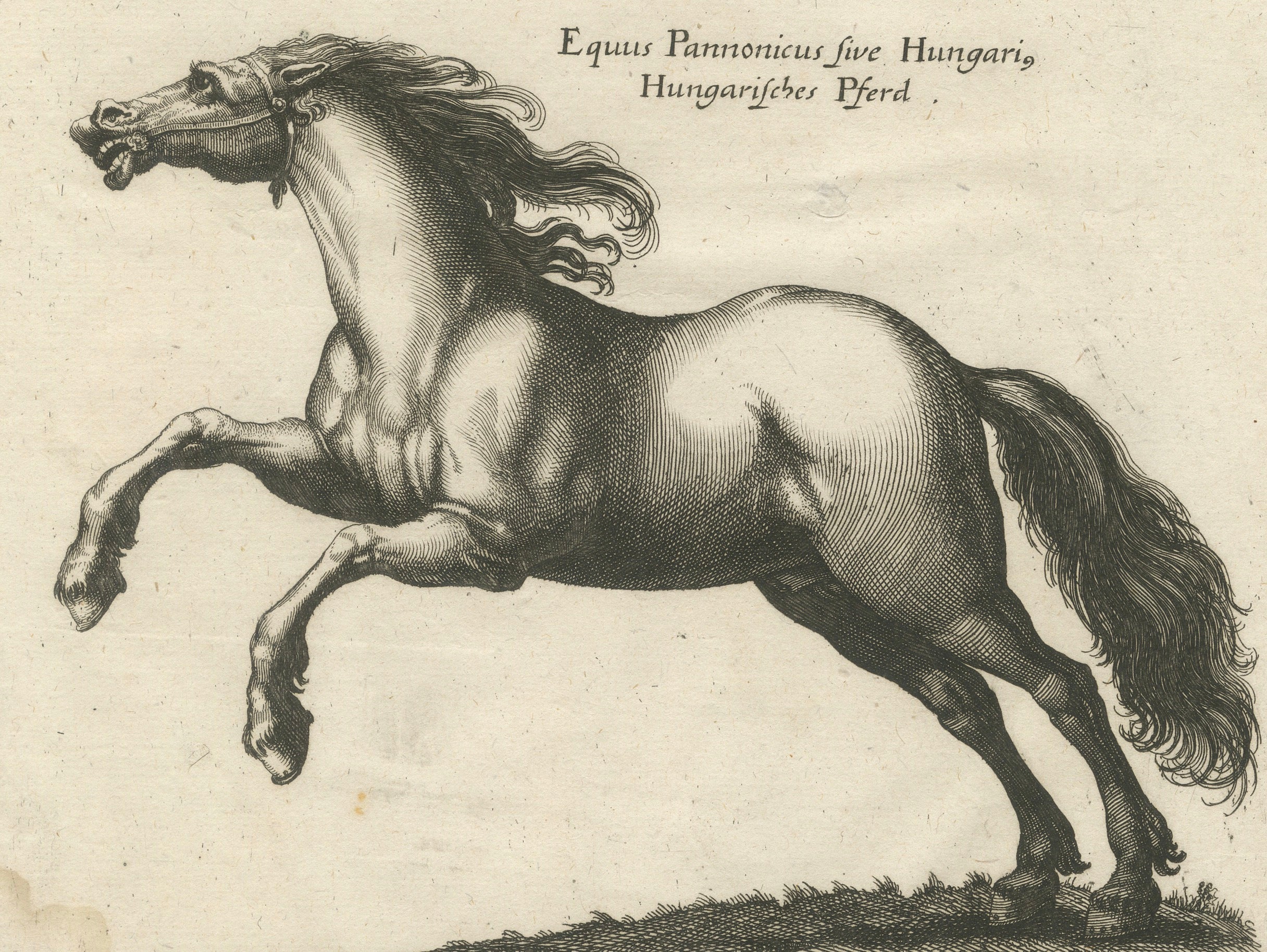 Early Frisian and Hungarian Horse Engraving by Jonstonus & Merian, 1650