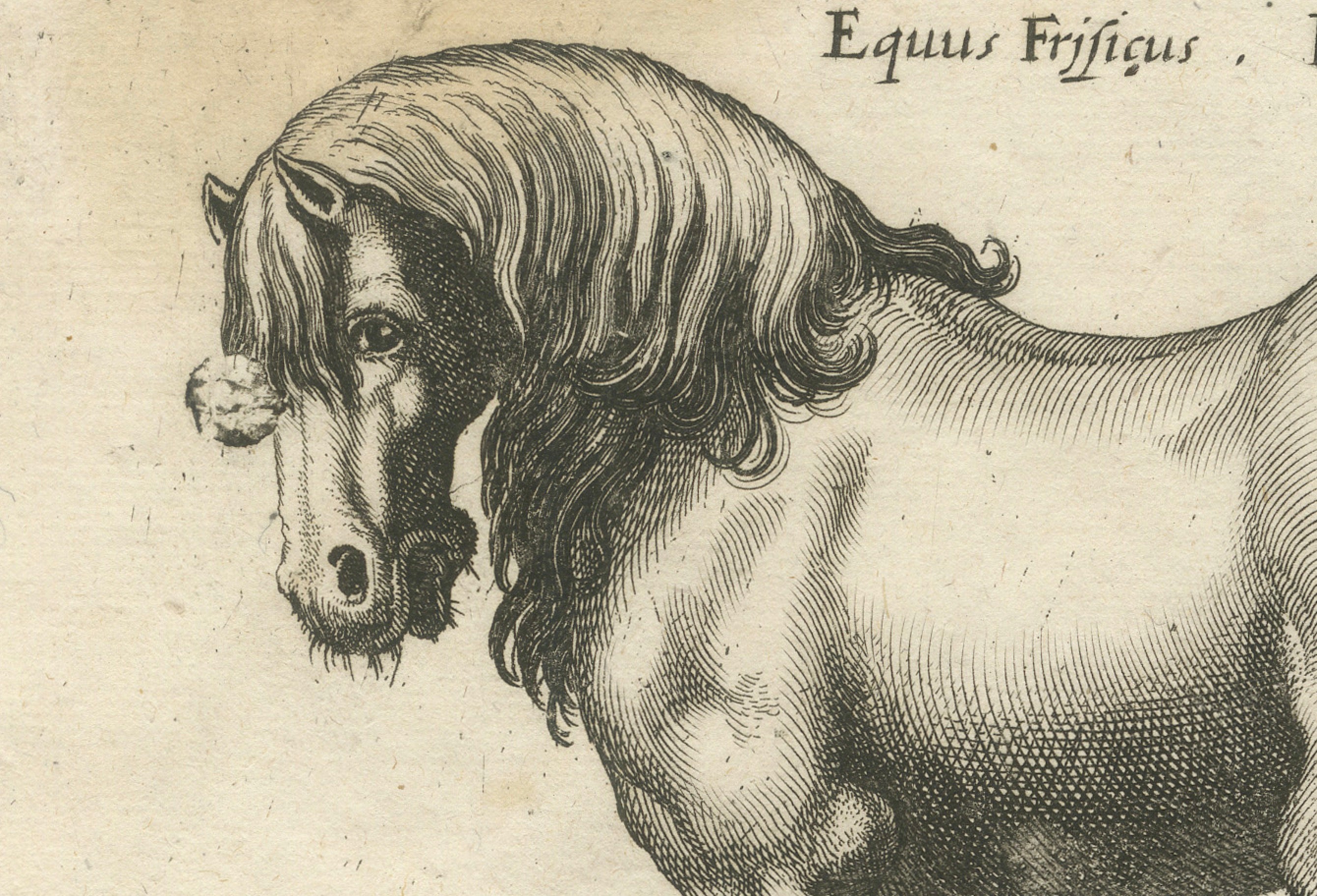 Early Frisian and Hungarian Horse Engraving by Jonstonus & Merian, 1650