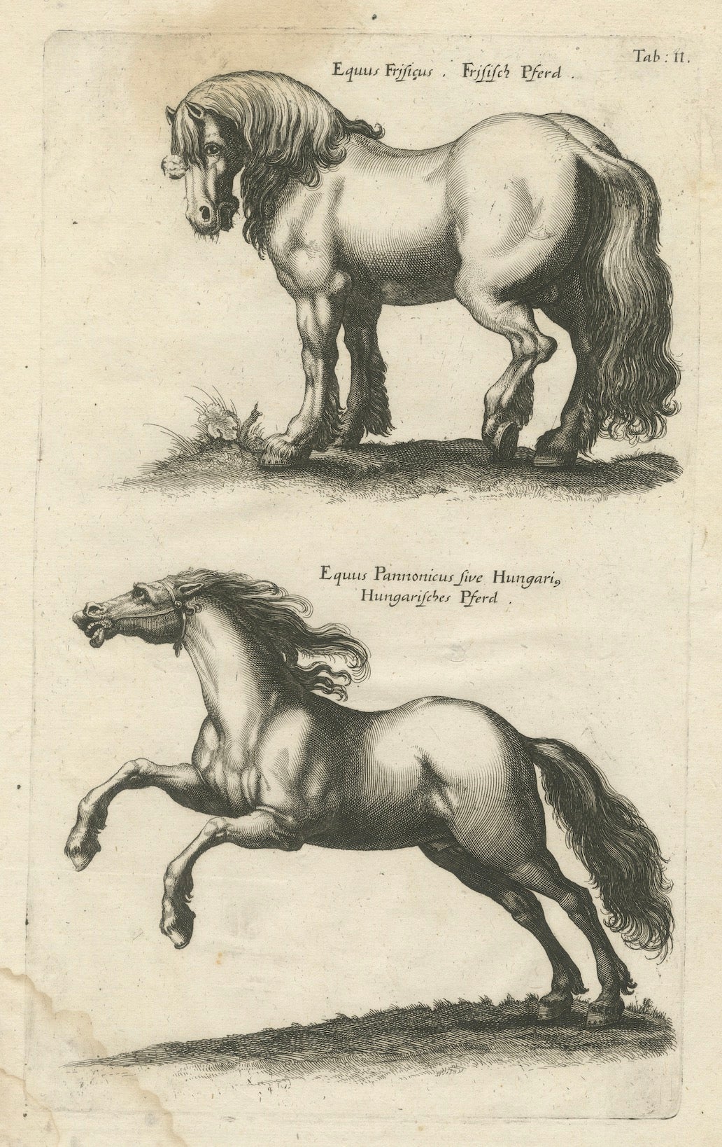 Early Frisian and Hungarian Horse Engraving by Jonstonus & Merian, 1650