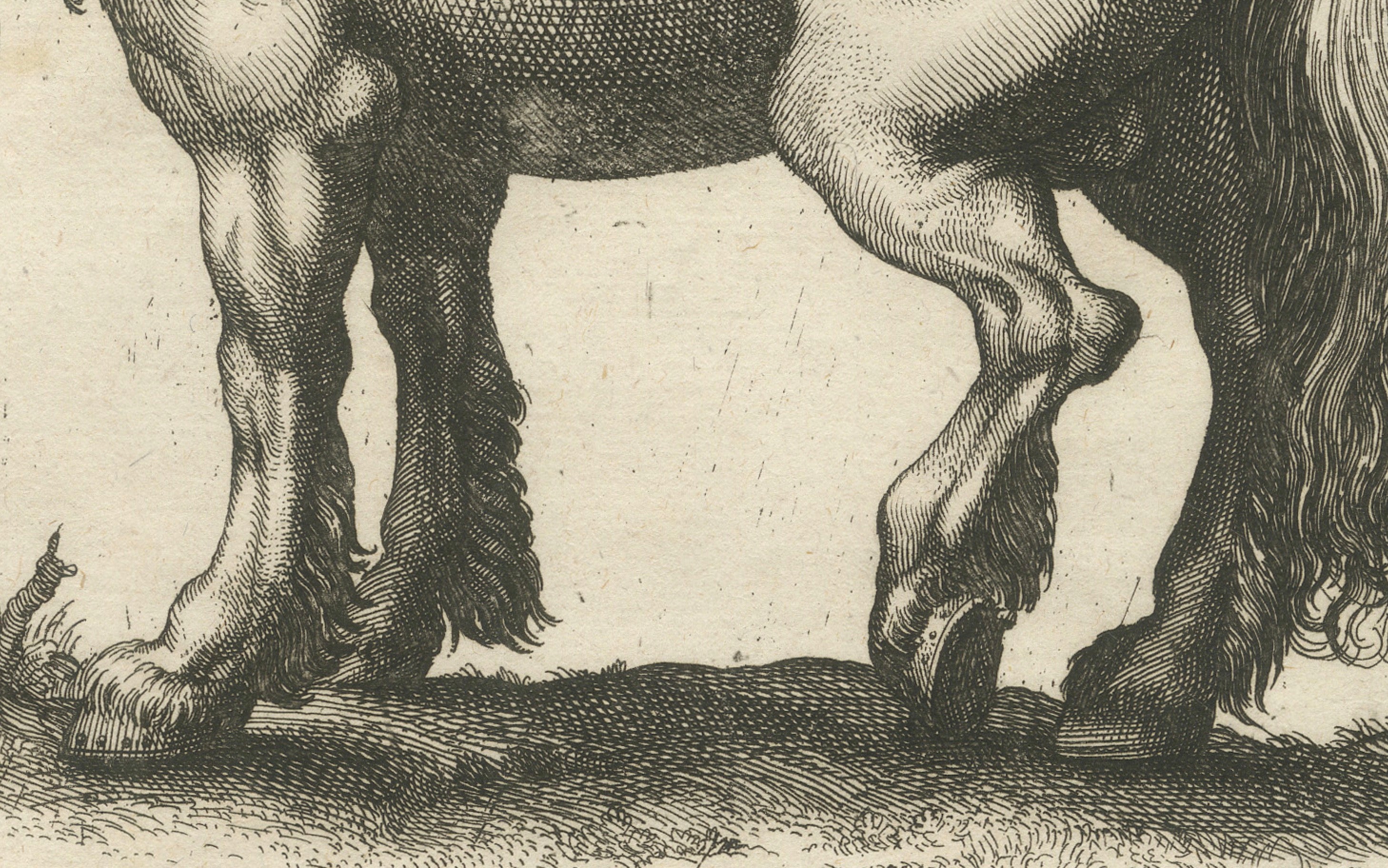 Early Frisian and Hungarian Horse Engraving by Jonstonus & Merian, 1650