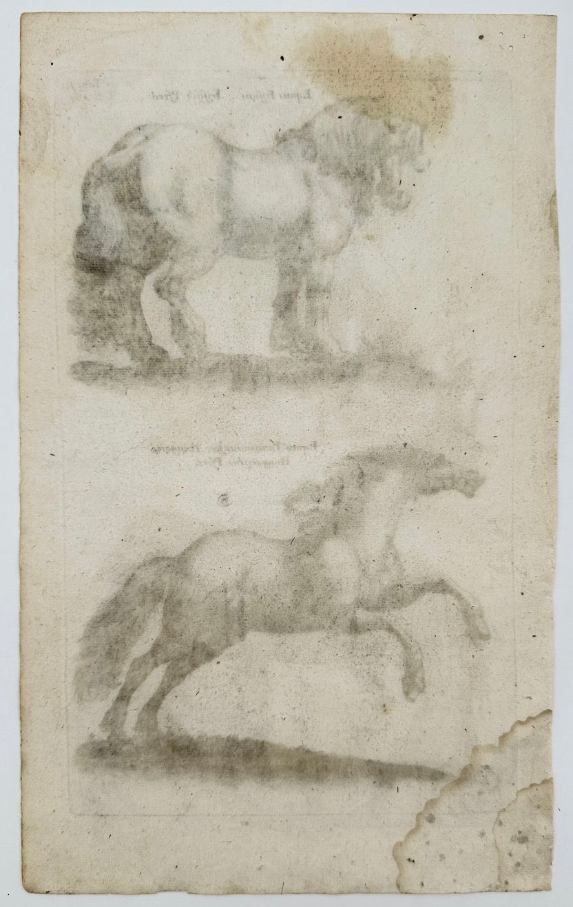 Early Frisian and Hungarian Horse Engraving by Jonstonus & Merian, 1650