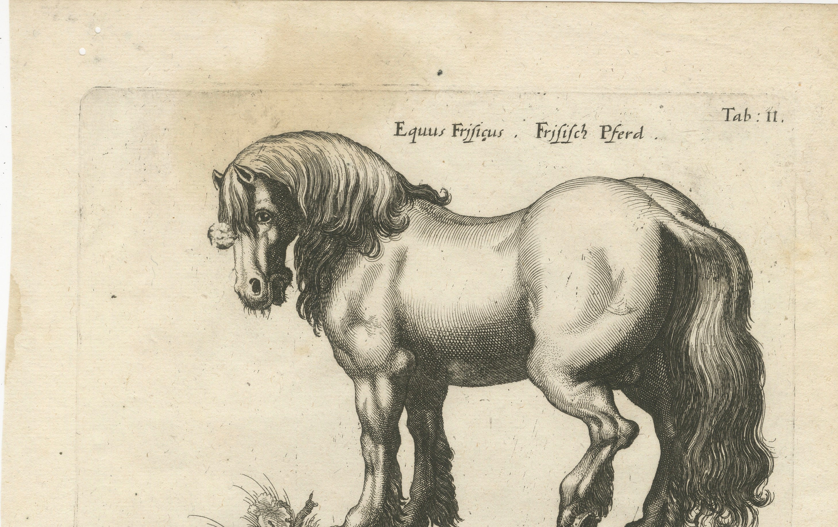 Early Frisian and Hungarian Horse Engraving by Jonstonus & Merian, 1650