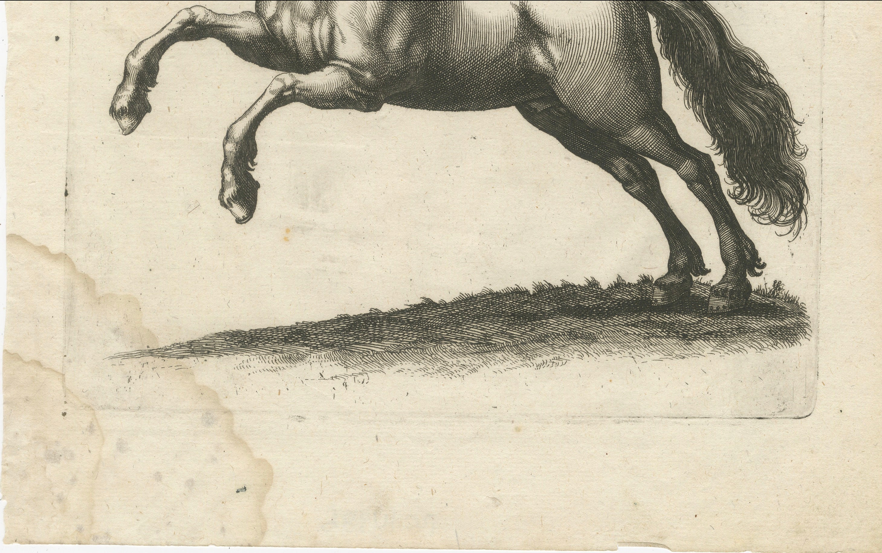 Early Frisian and Hungarian Horse Engraving by Jonstonus & Merian, 1650