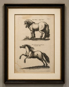 Early Frisian and Hungarian Horse Engraving by Jonstonus & Merian, 1650