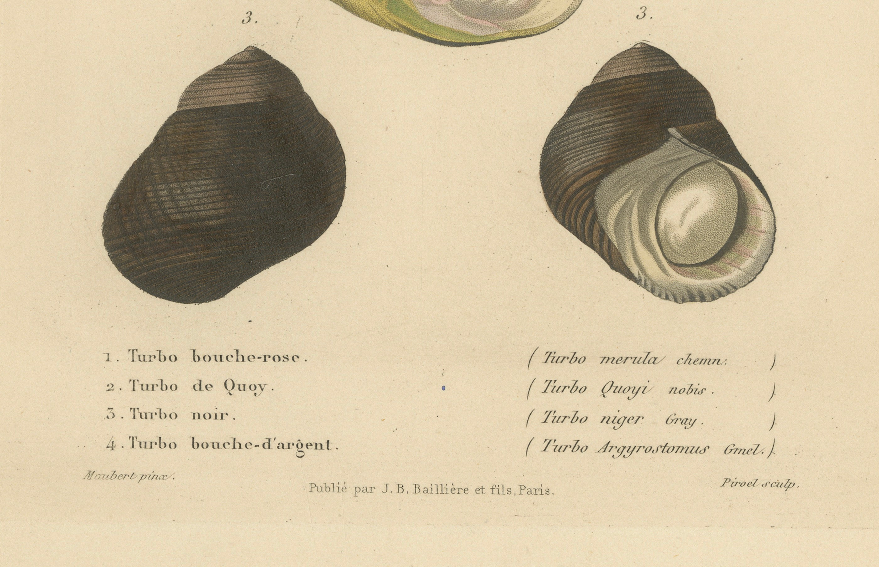 French Turbo Sea Shells Hand-Colored Natural History Engraving, 1832