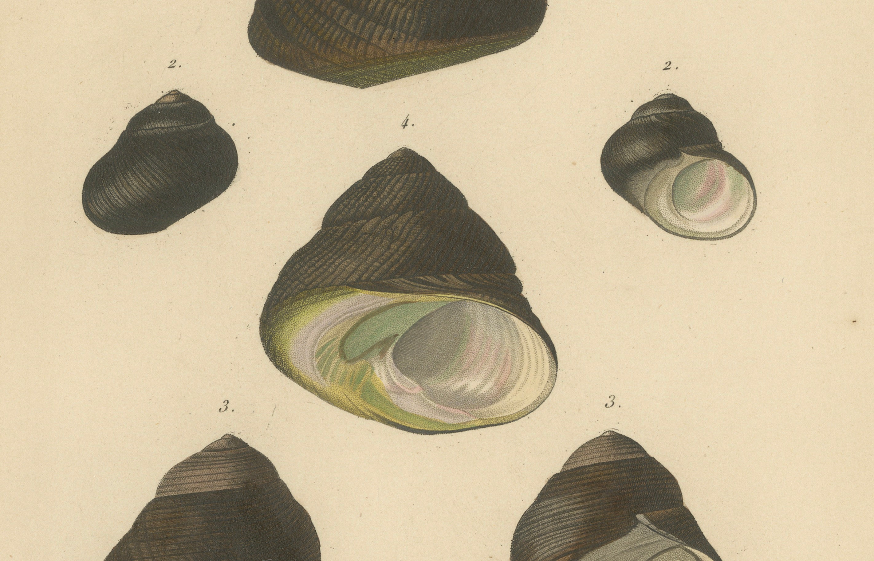 French Turbo Sea Shells Hand-Colored Natural History Engraving, 1832
