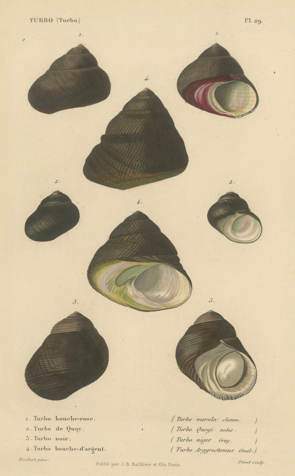 French Turbo Sea Shells Hand-Colored Natural History Engraving, 1832