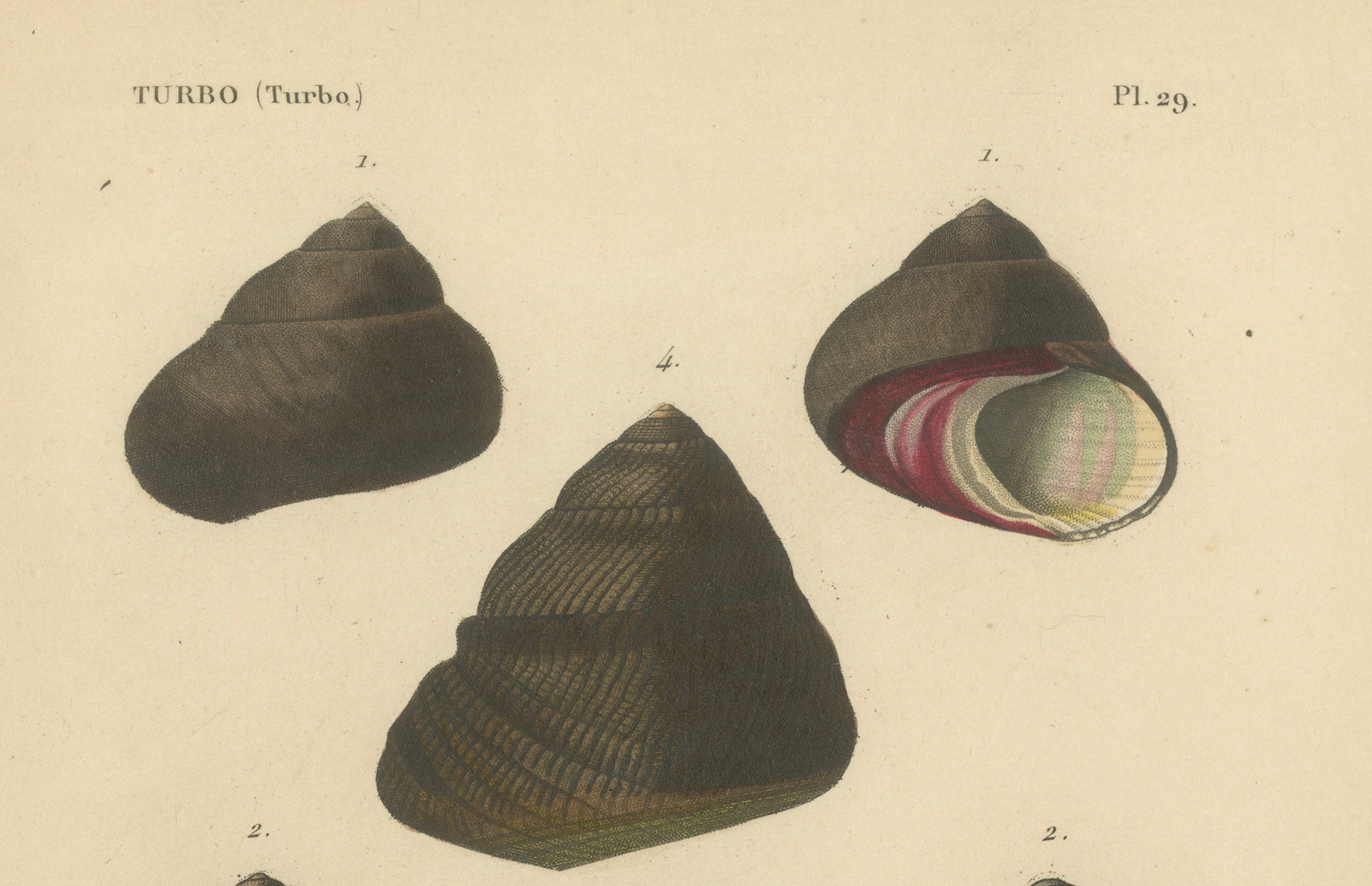 French Turbo Sea Shells Hand-Colored Natural History Engraving, 1832