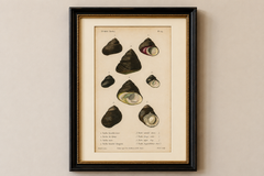 French Turbo Sea Shells Hand-Colored Natural History Engraving, 1832