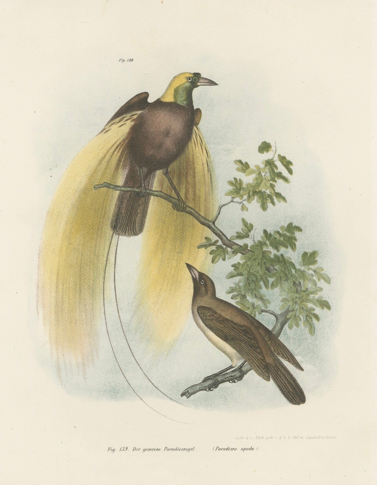 Greater Bird of Paradise Male & Female Hand-Colored Lithograph, c.1875