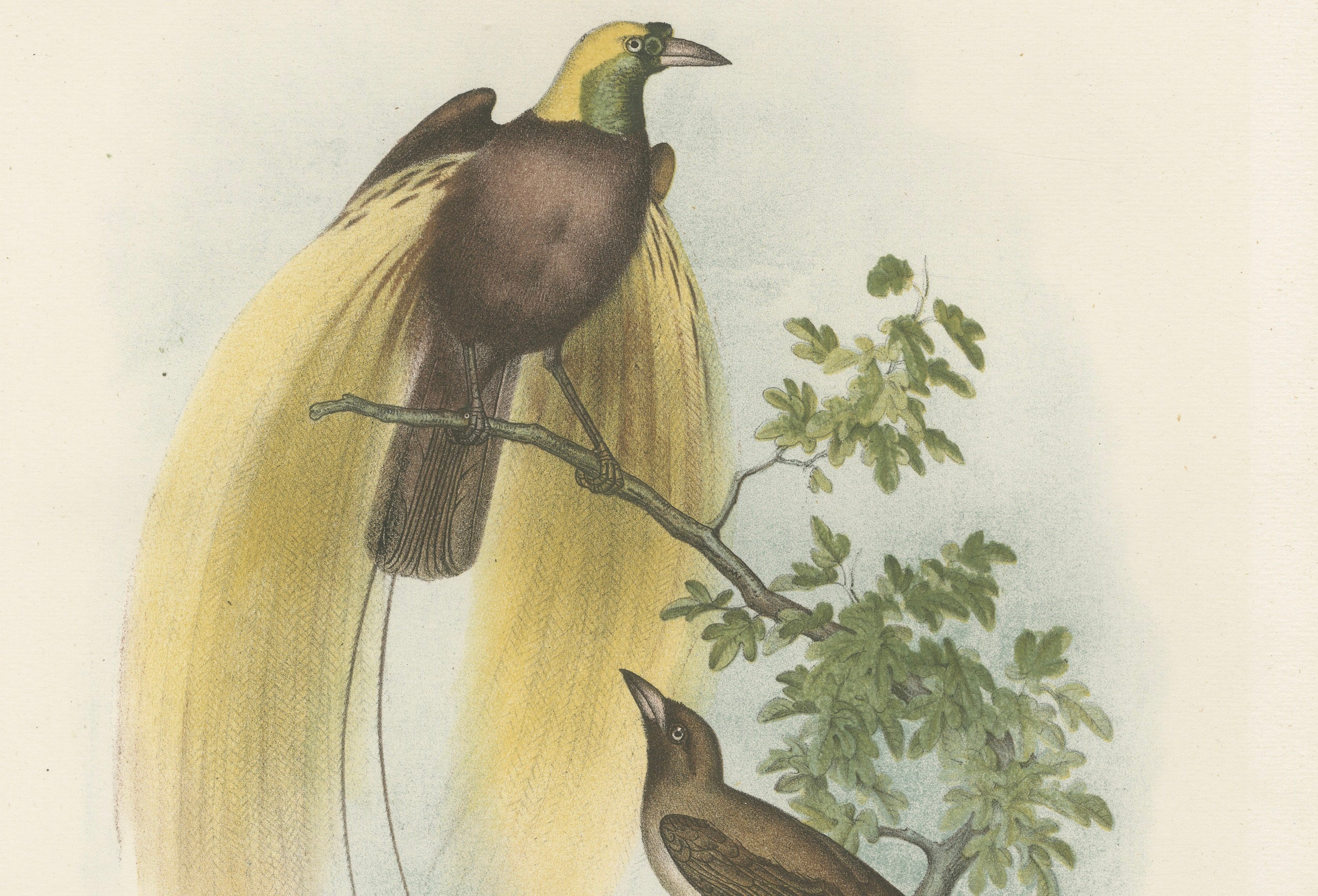 Greater Bird of Paradise Male & Female Hand-Colored Lithograph, c.1875