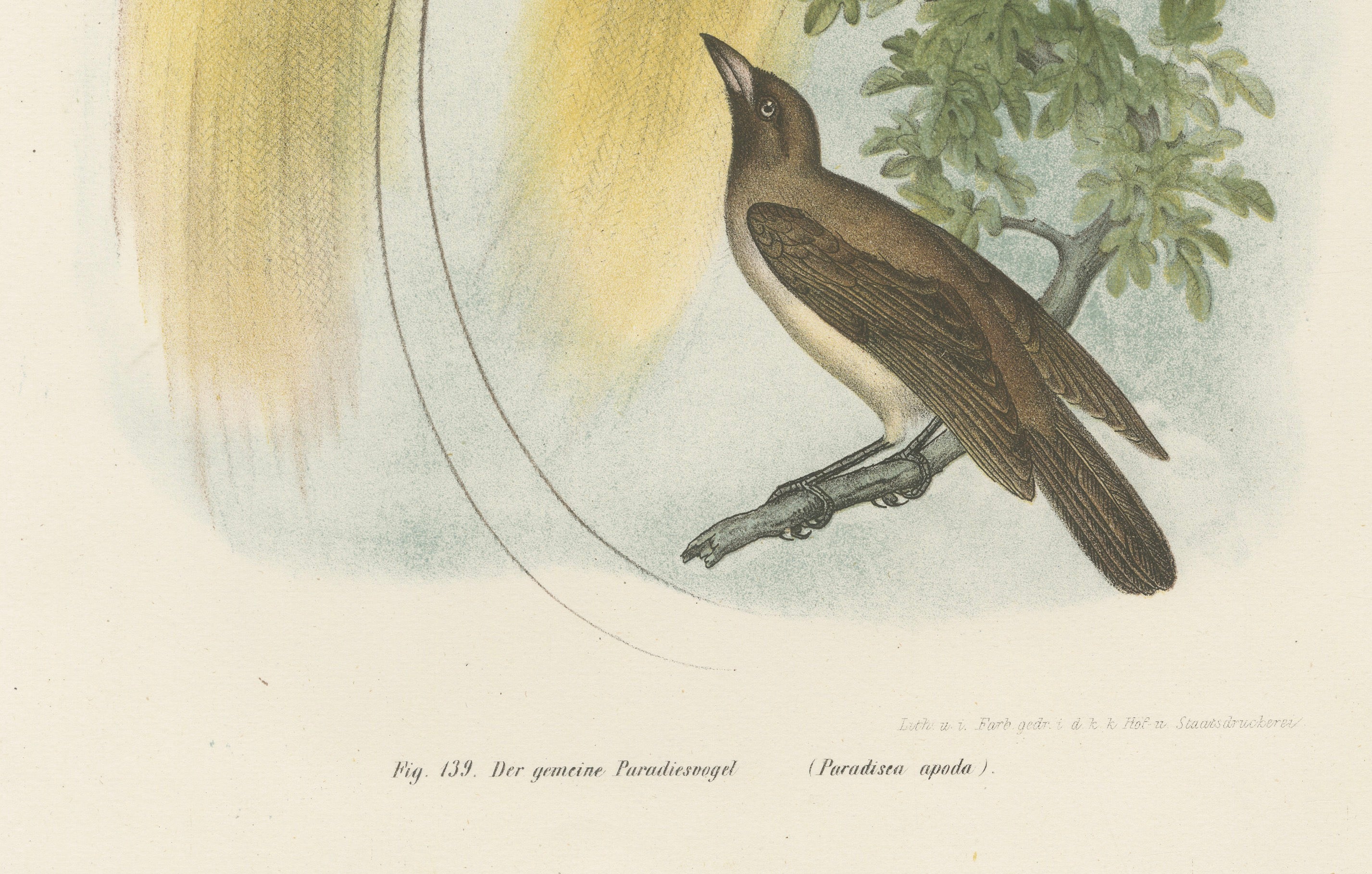 Greater Bird of Paradise Male & Female Hand-Colored Lithograph, c.1875