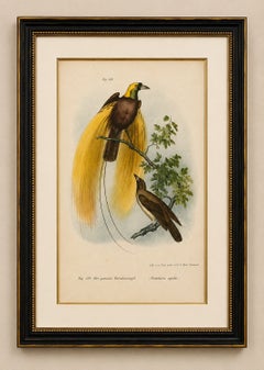 Greater Bird of Paradise Male & Female Hand-Colored Lithograph, c.1875