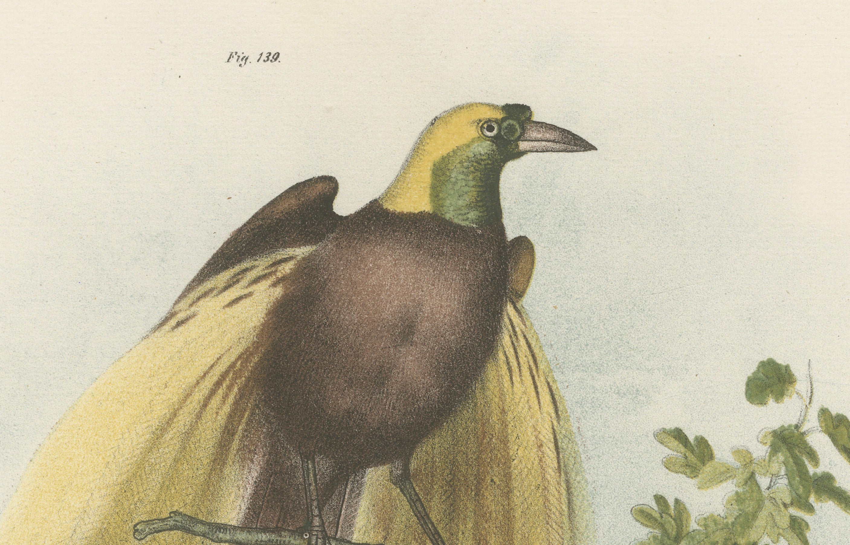 Greater Bird of Paradise Male & Female Hand-Colored Lithograph, c.1875