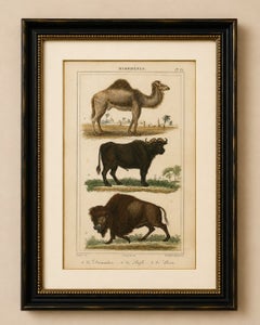 Buffon Dromedary Camel, Buffalo & Bison Hand-Colored Engraving, c.1835