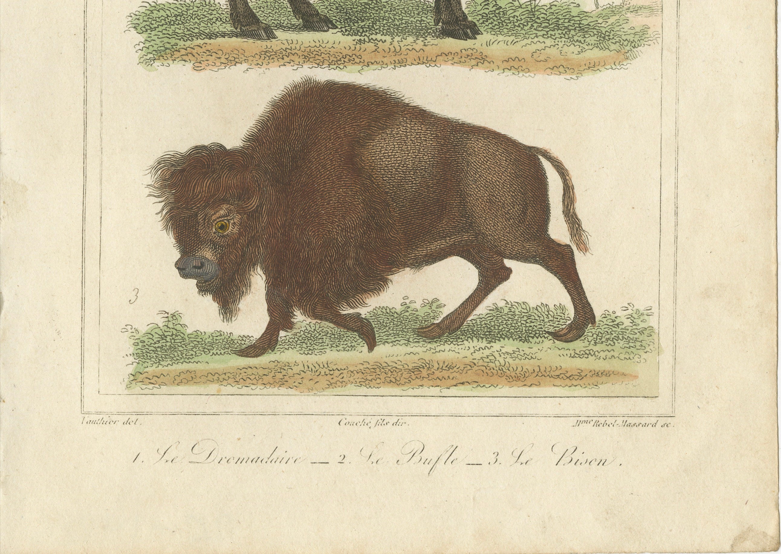 Buffon Dromedary Camel, Buffalo & Bison Hand-Colored Engraving, c.1835