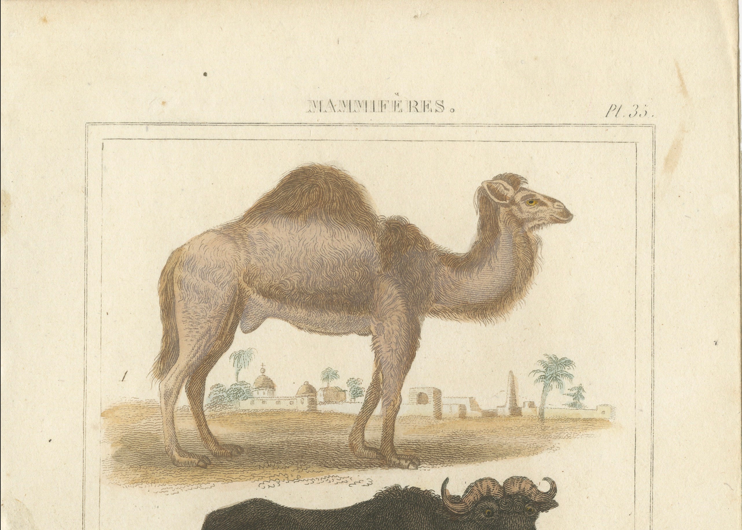Buffon Dromedary Camel, Buffalo & Bison Hand-Colored Engraving, c.1835