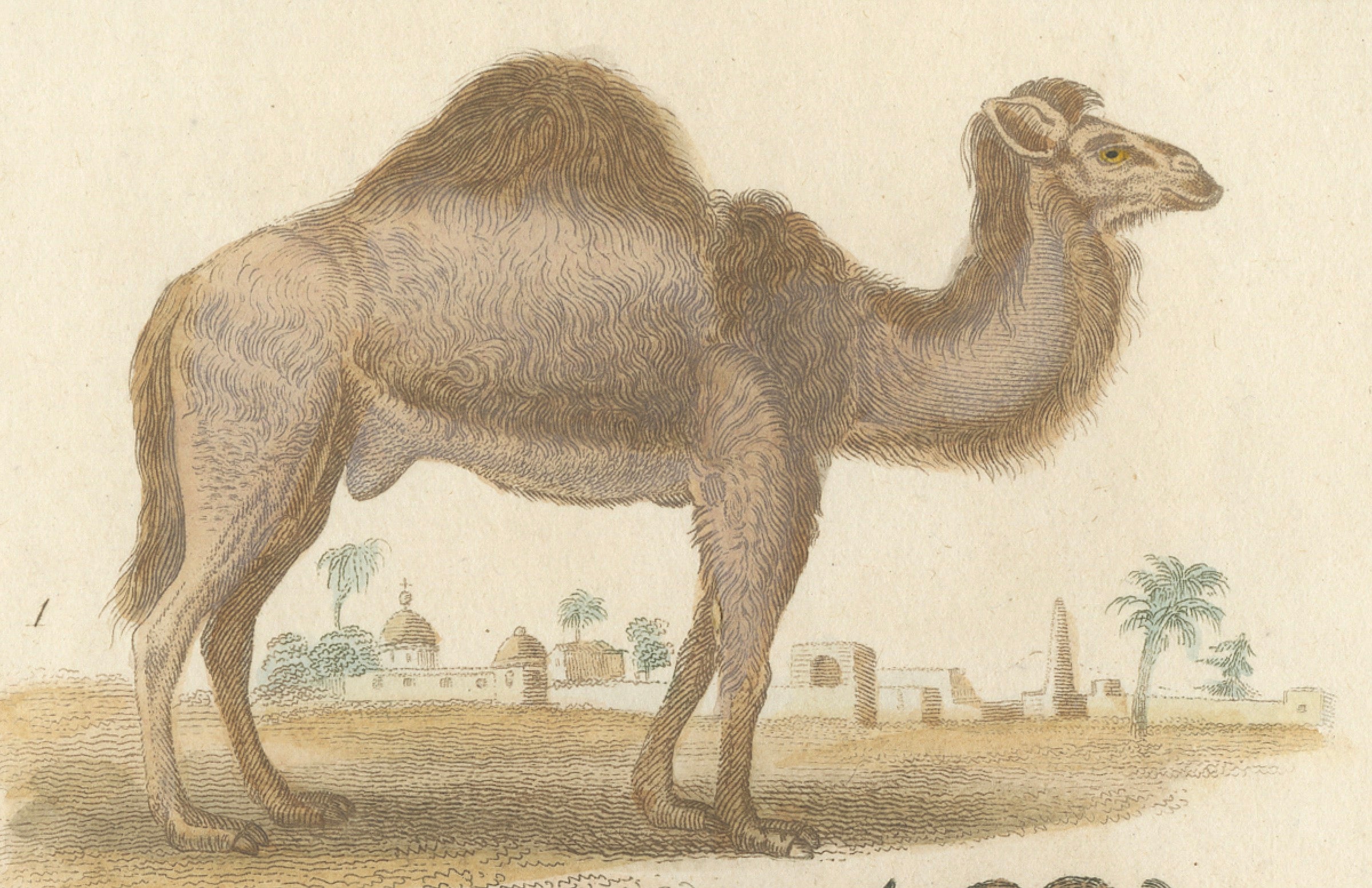 Buffon Dromedary Camel, Buffalo & Bison Hand-Colored Engraving, c.1835