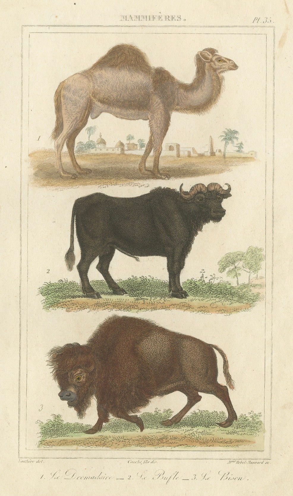 Buffon Dromedary Camel, Buffalo & Bison Hand-Colored Engraving, c.1835