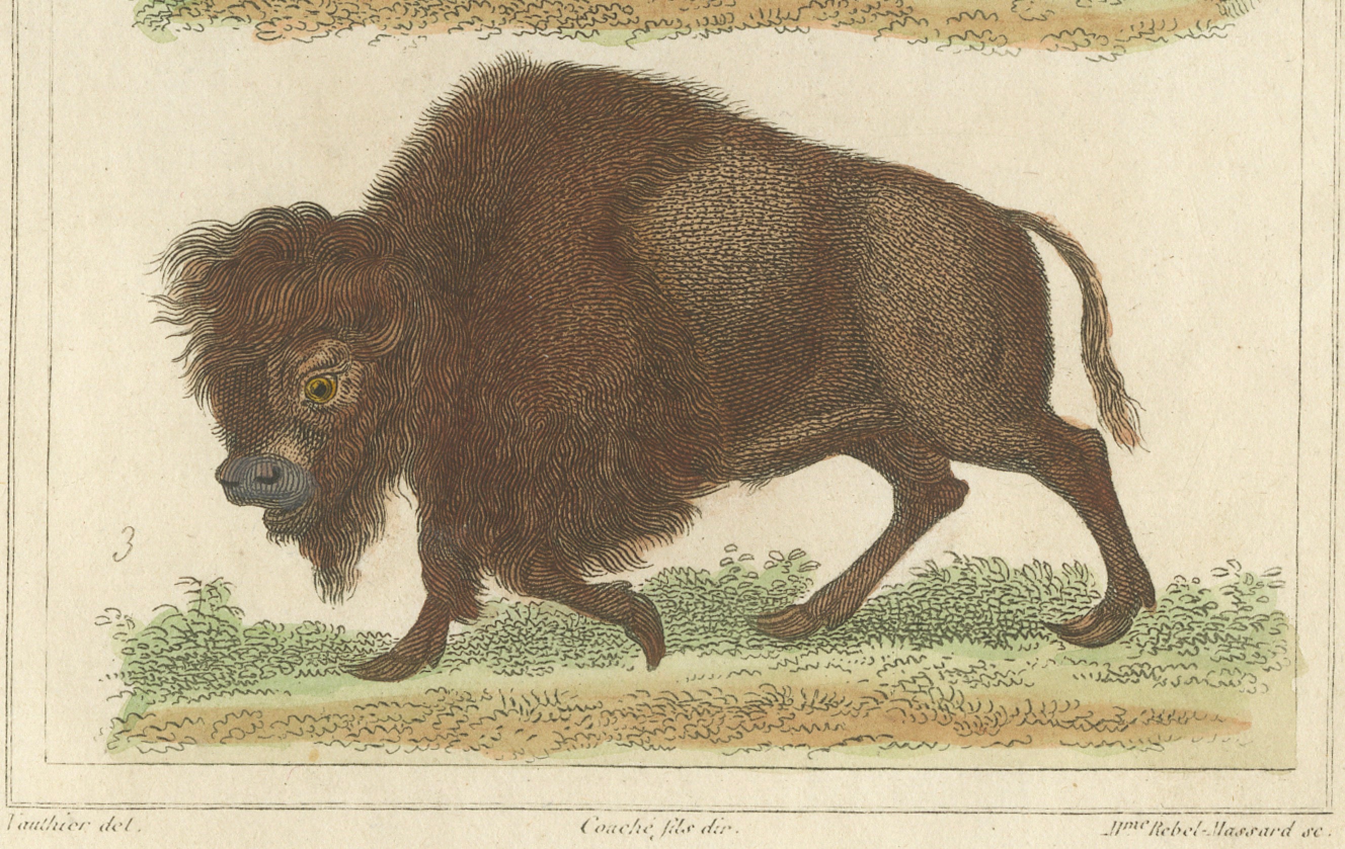 Buffon Dromedary Camel, Buffalo & Bison Hand-Colored Engraving, c.1835