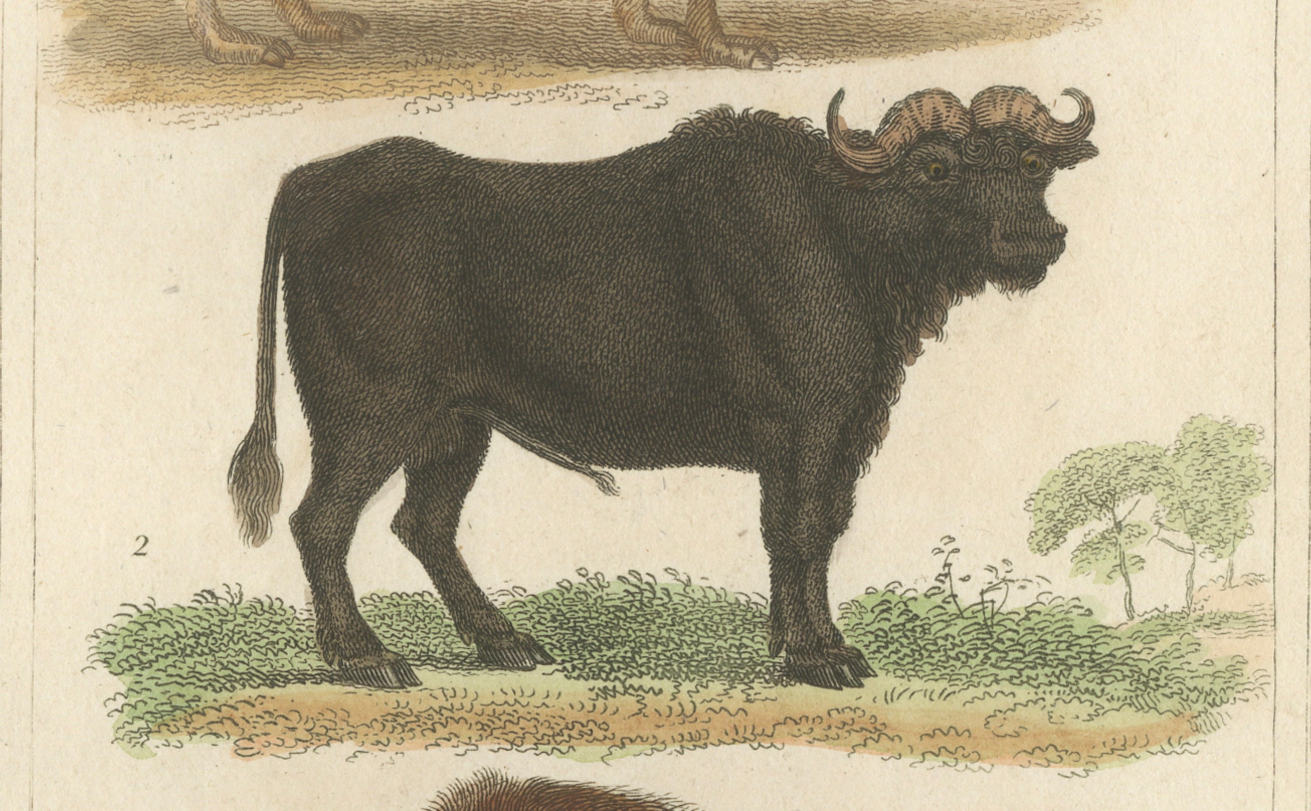 Buffon Dromedary Camel, Buffalo & Bison Hand-Colored Engraving, c.1835