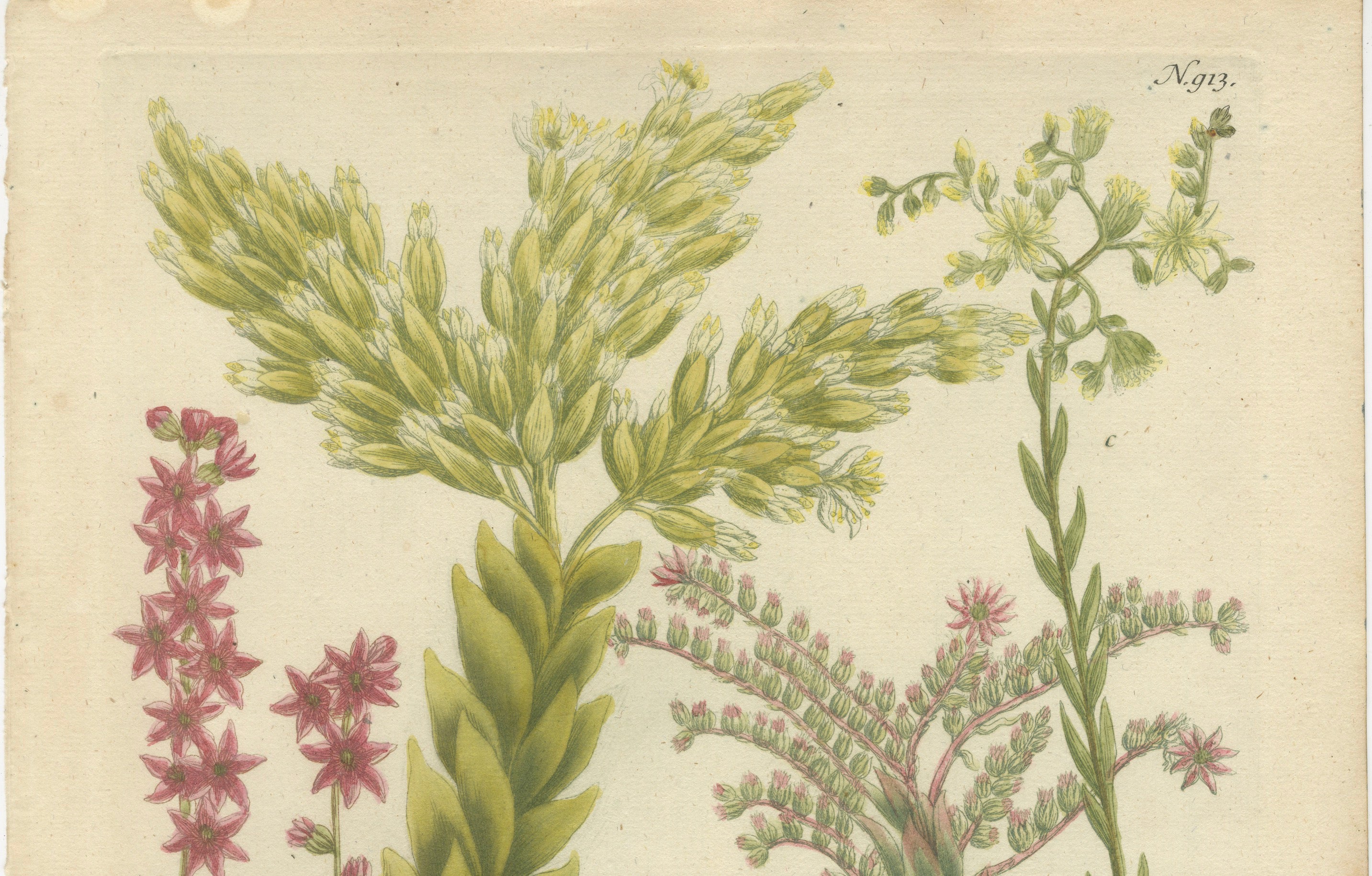 Decorative Botanical Engraving of Sedum & Succulent Plants, 1737