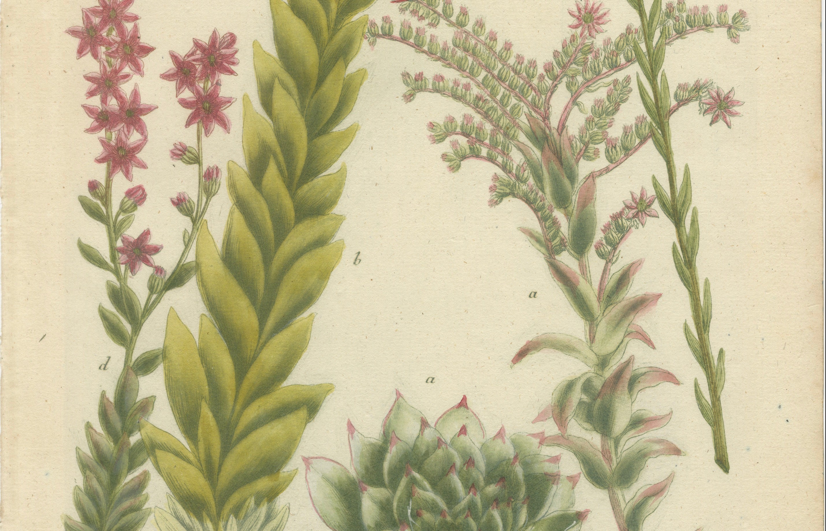 Decorative Botanical Engraving of Sedum & Succulent Plants, 1737