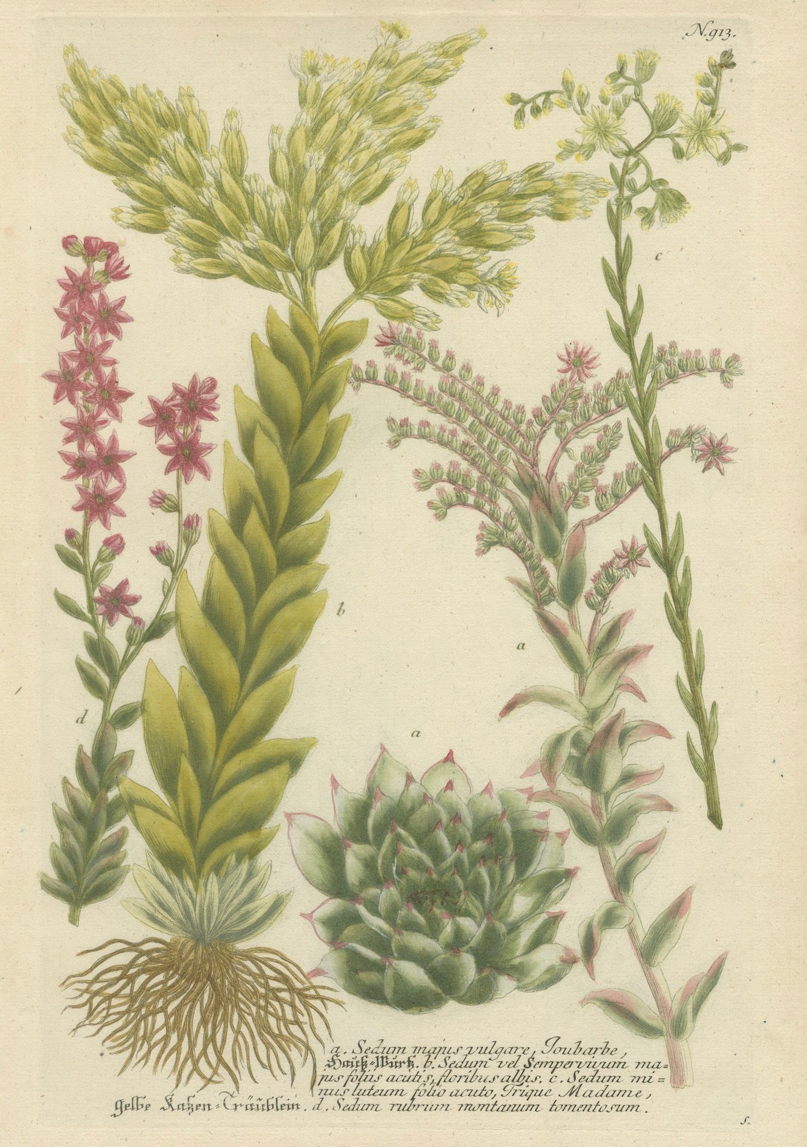 Decorative Botanical Engraving of Sedum & Succulent Plants, 1737