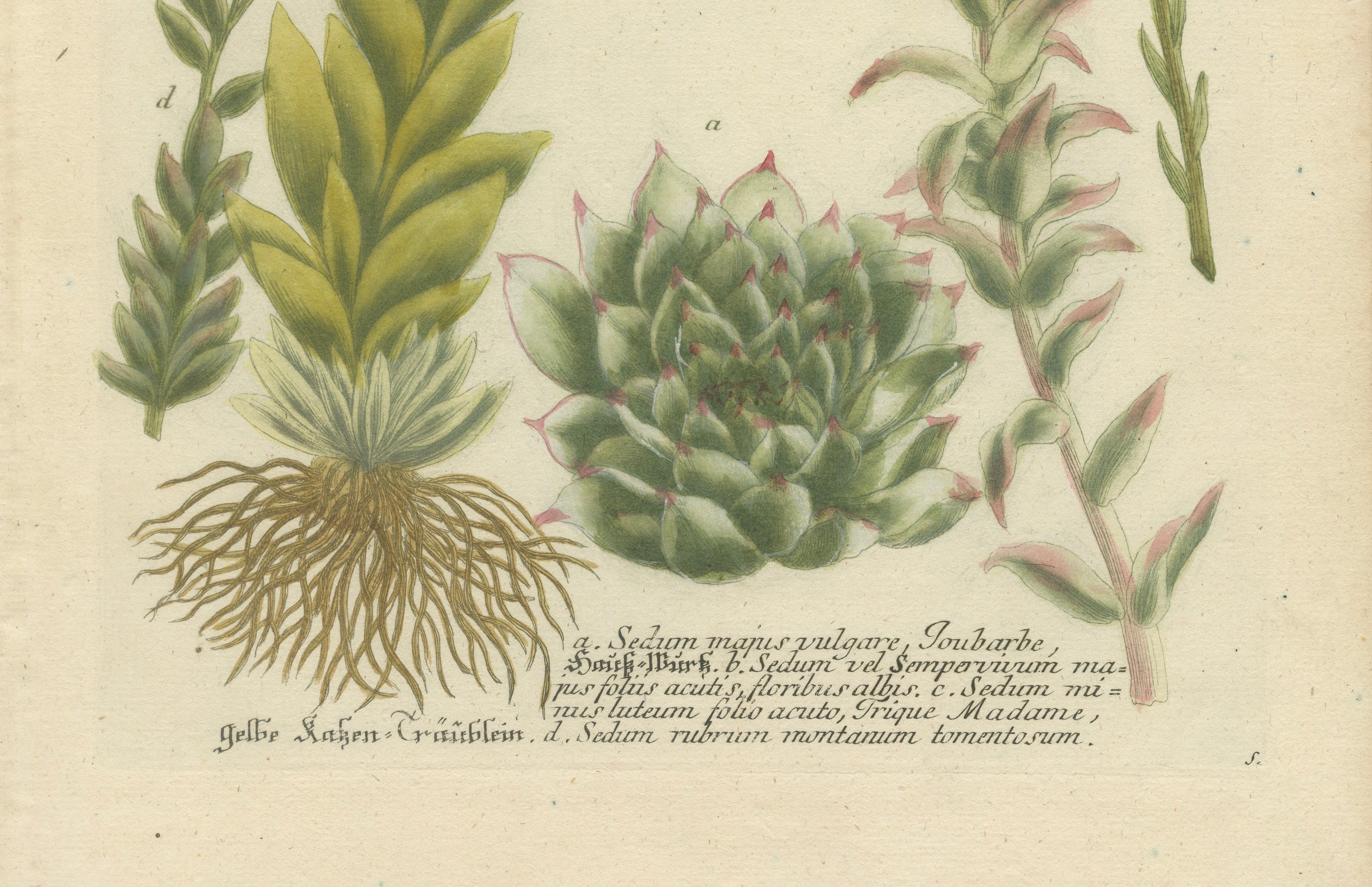 Decorative Botanical Engraving of Sedum & Succulent Plants, 1737