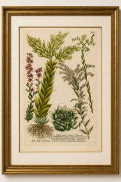 Dekorativer botanischer Stich mit Sedum und Sukkulenten, 1737