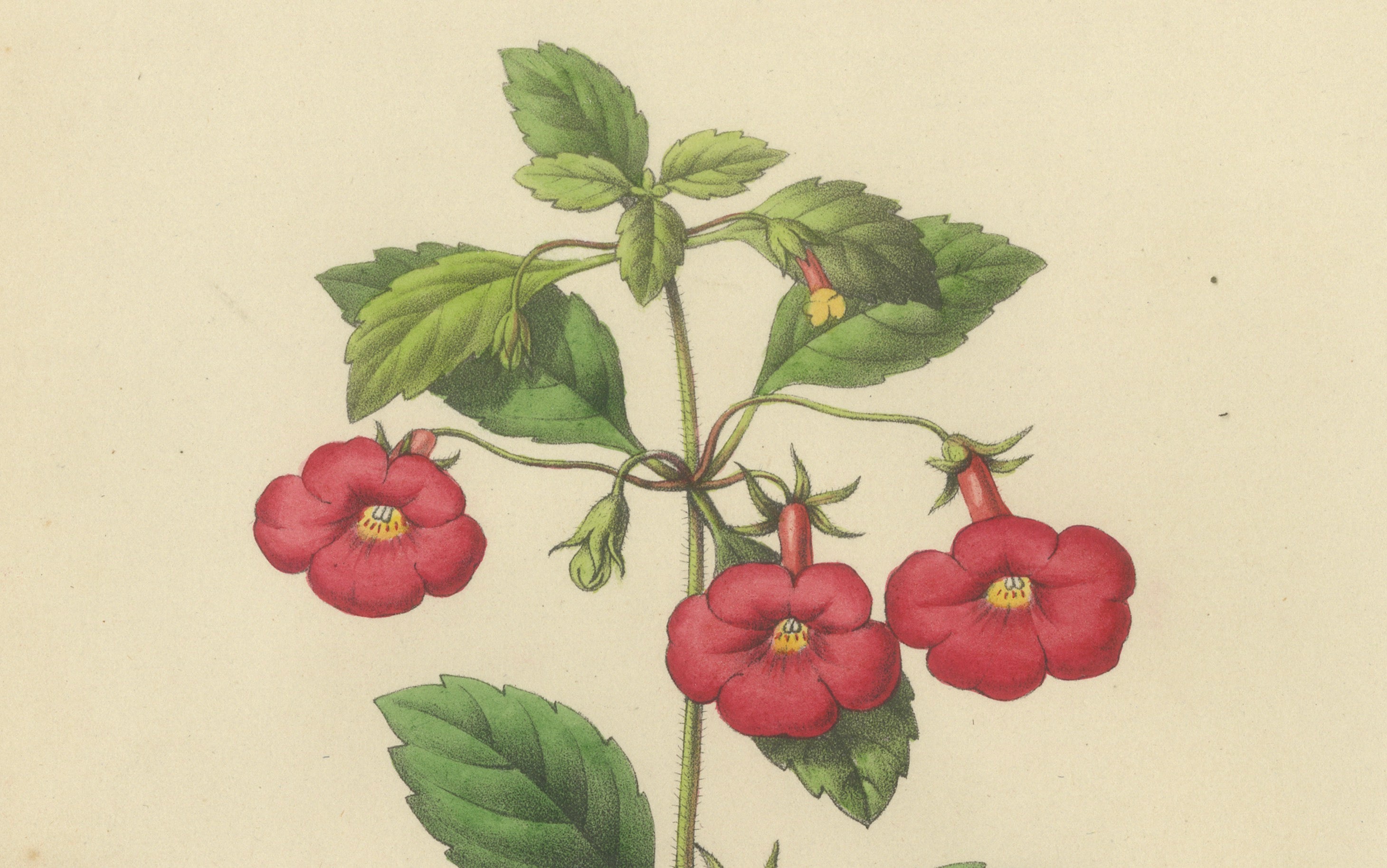 Red Achimenes Flower Botanical Lithograph, Charles Morren, 1845