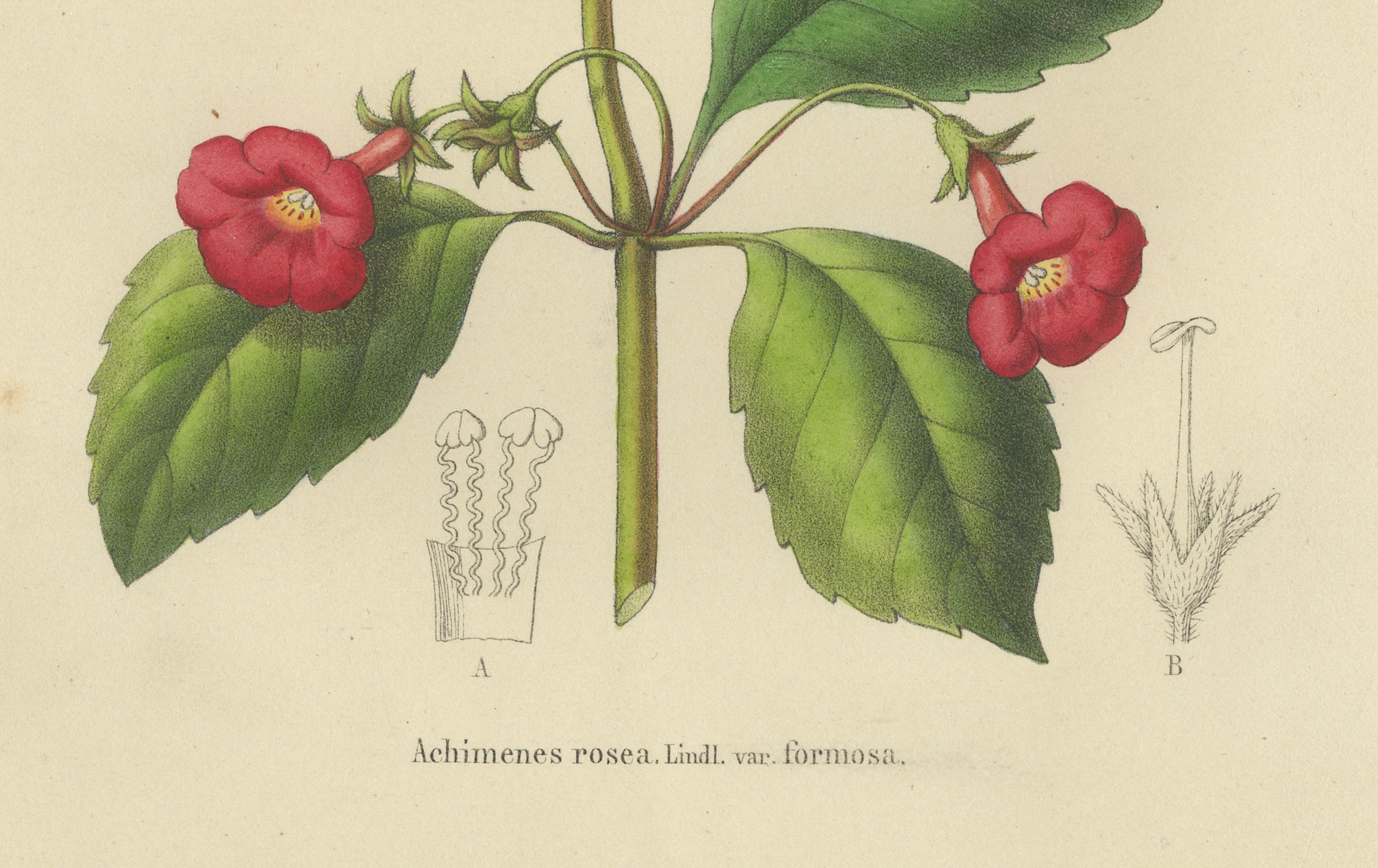 Red Achimenes Flower Botanical Lithograph, Charles Morren, 1845