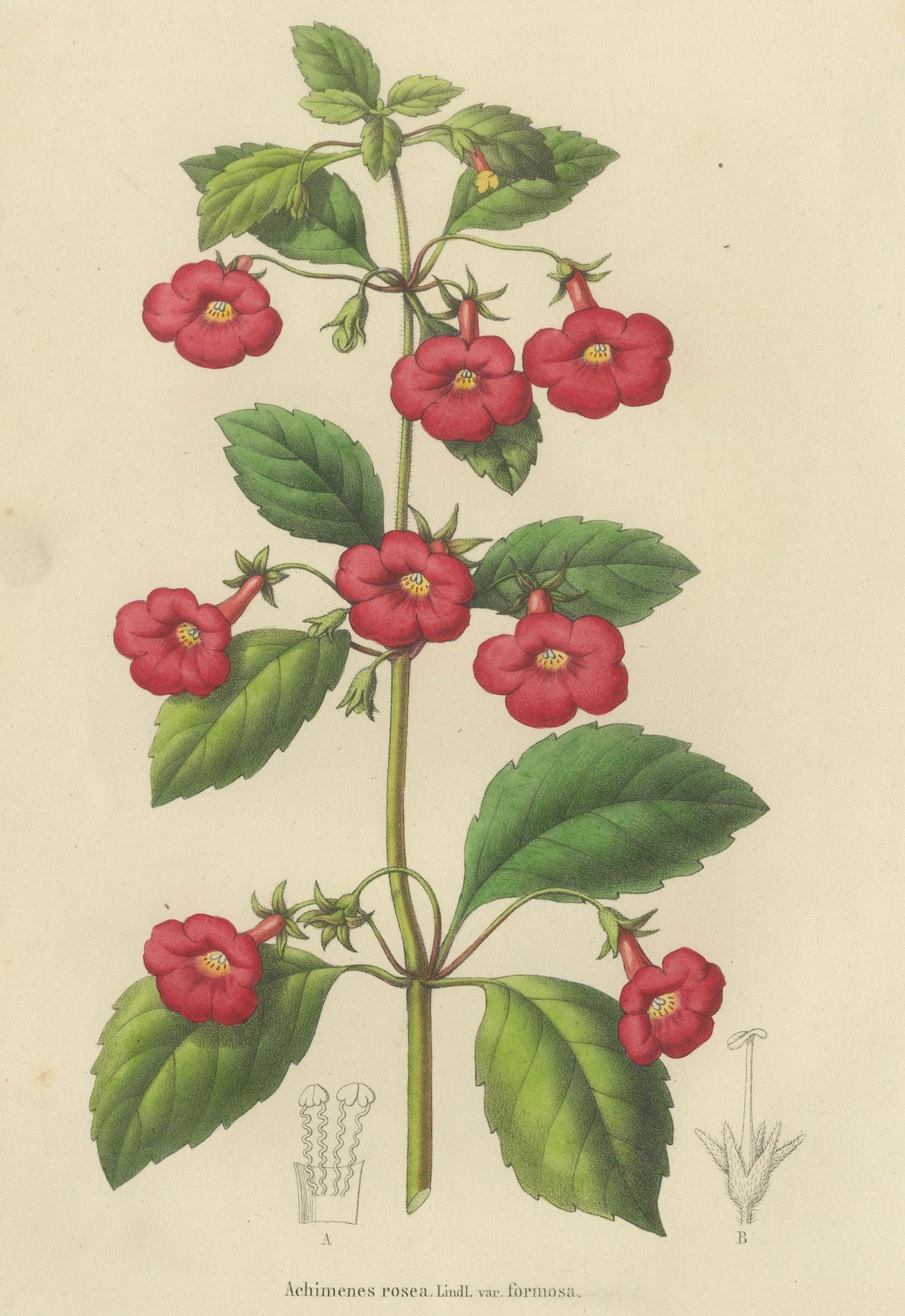 Red Achimenes Flower Botanical Lithograph, Charles Morren, 1845