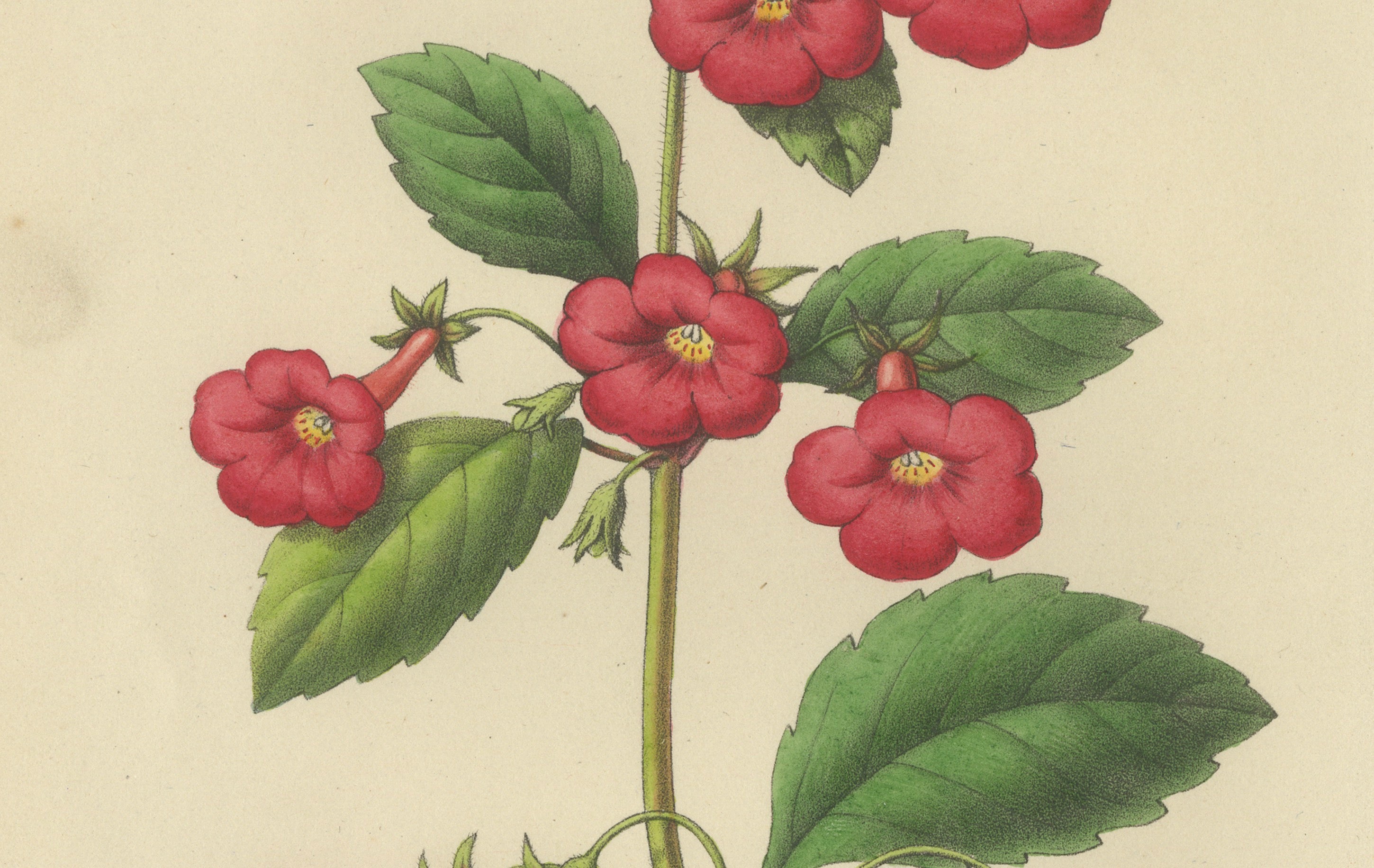 Red Achimenes Flower Botanical Lithograph, Charles Morren, 1845