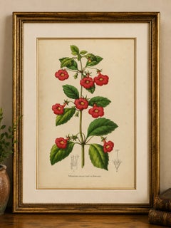 Botanische Lithografie einer roten Achimenes-Blüte, Charles Morren, 1845