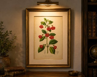 Red Achimenes Flower Botanical Lithograph, Charles Morren, 1845, view 7
