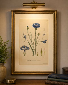 Botanische Studie einer Kornblume, Centaurea cyanus, Carl Lindman, um 1905