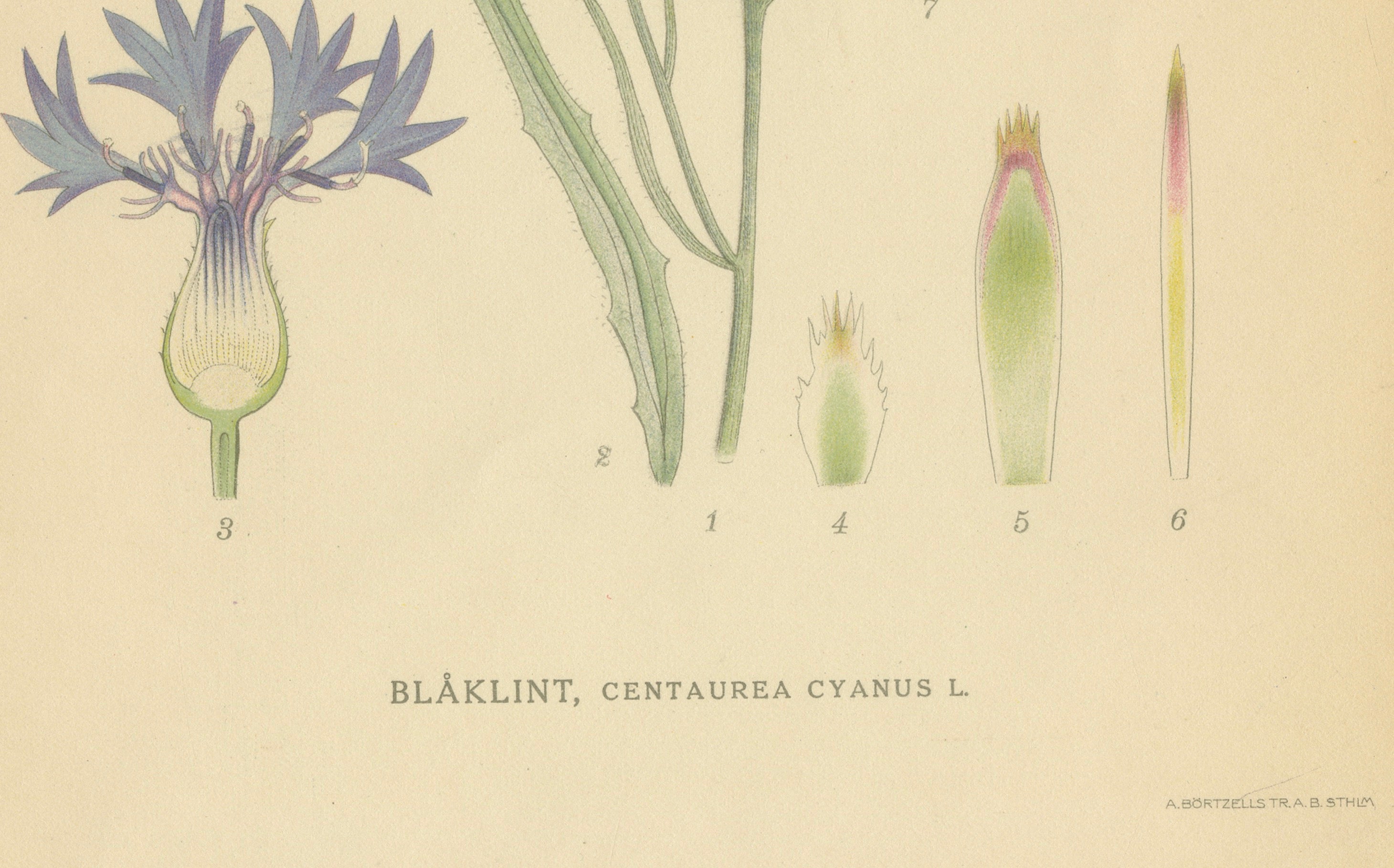 Cornflower Botanical Study, Centaurea Cyanus, Carl Lindman, c.1905