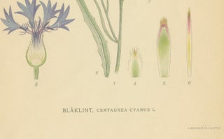 Cornflower Botanical Study, Centaurea Cyanus, Carl Lindman, c.1905, view 6