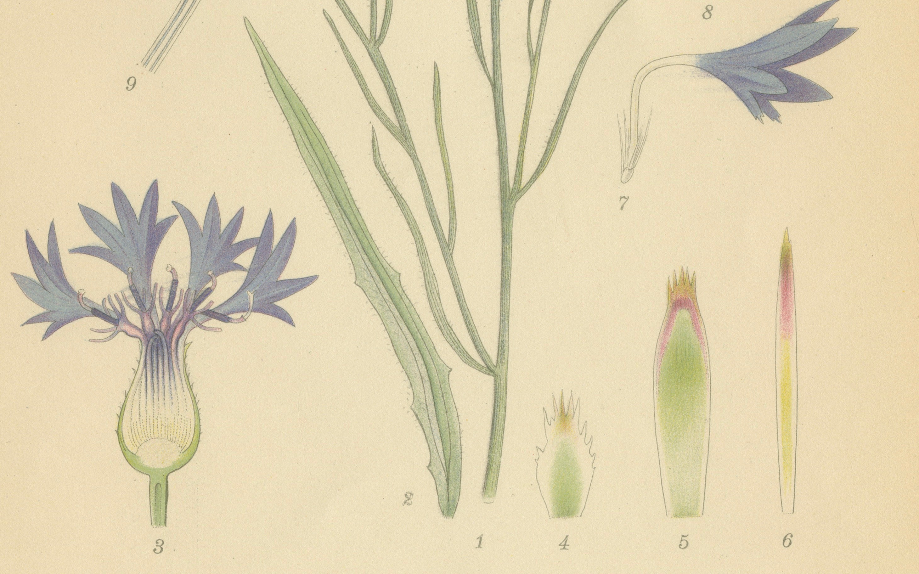 Cornflower Botanical Study, Centaurea Cyanus, Carl Lindman, c.1905