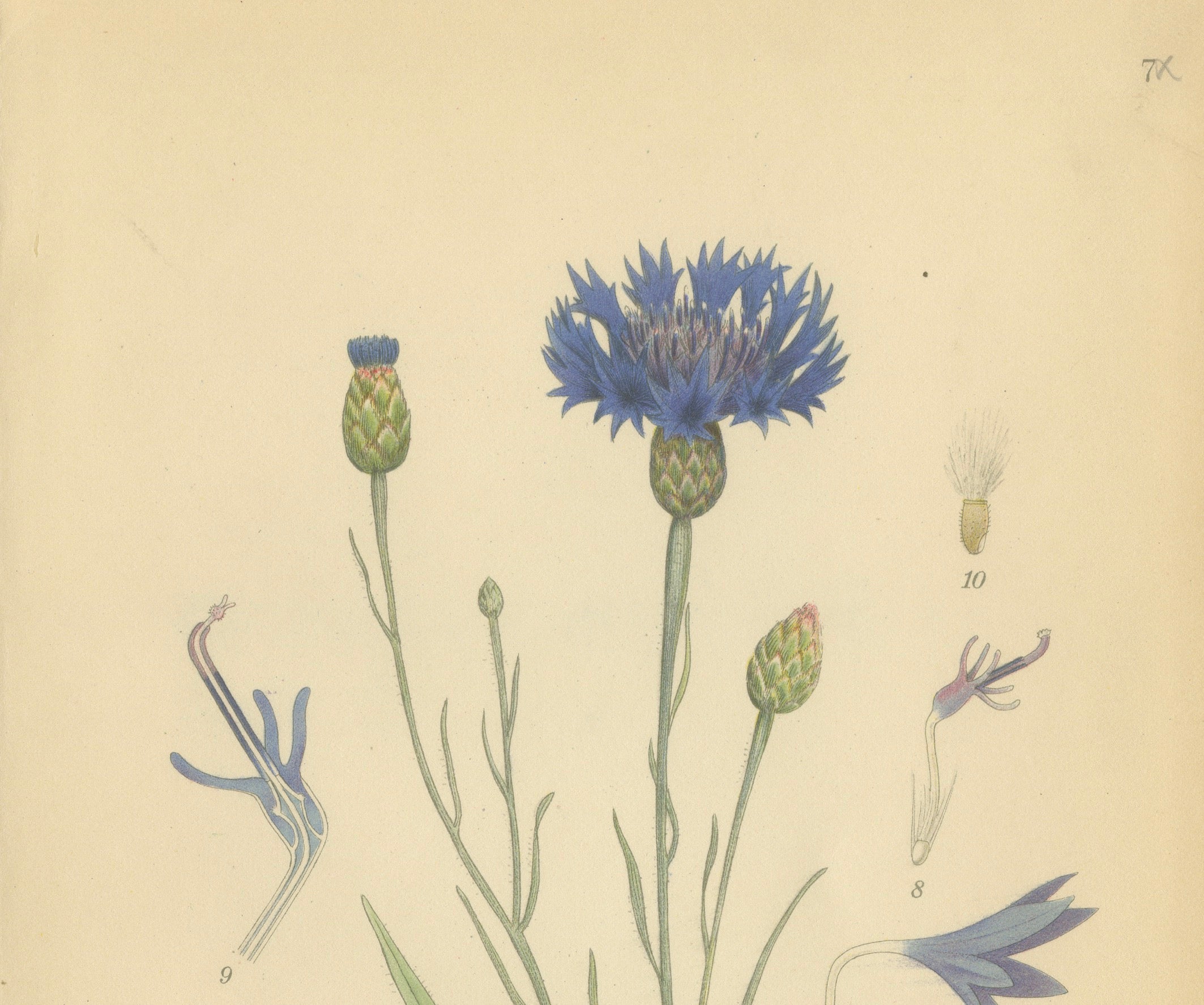 Cornflower Botanical Study, Centaurea Cyanus, Carl Lindman, c.1905
