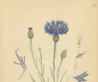 Cornflower Botanical Study, Centaurea Cyanus, Carl Lindman, c.1905, view 7