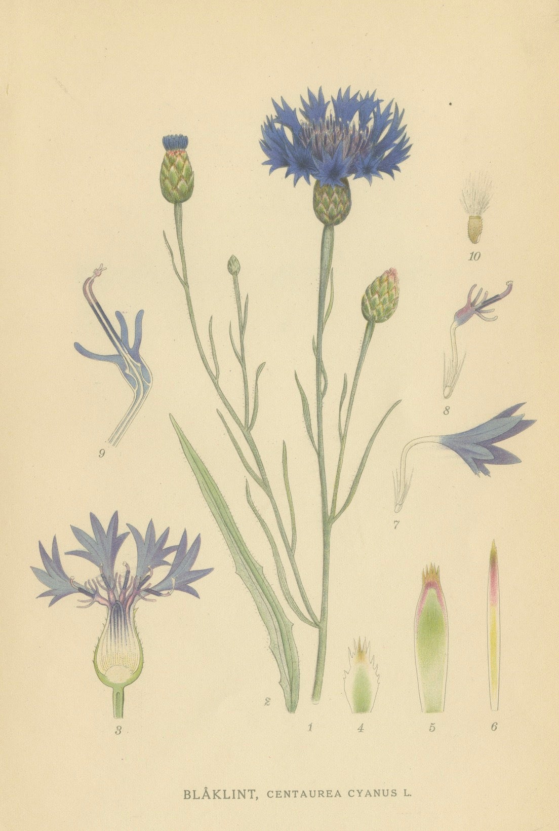 Cornflower Botanical Study, Centaurea Cyanus, Carl Lindman, c.1905