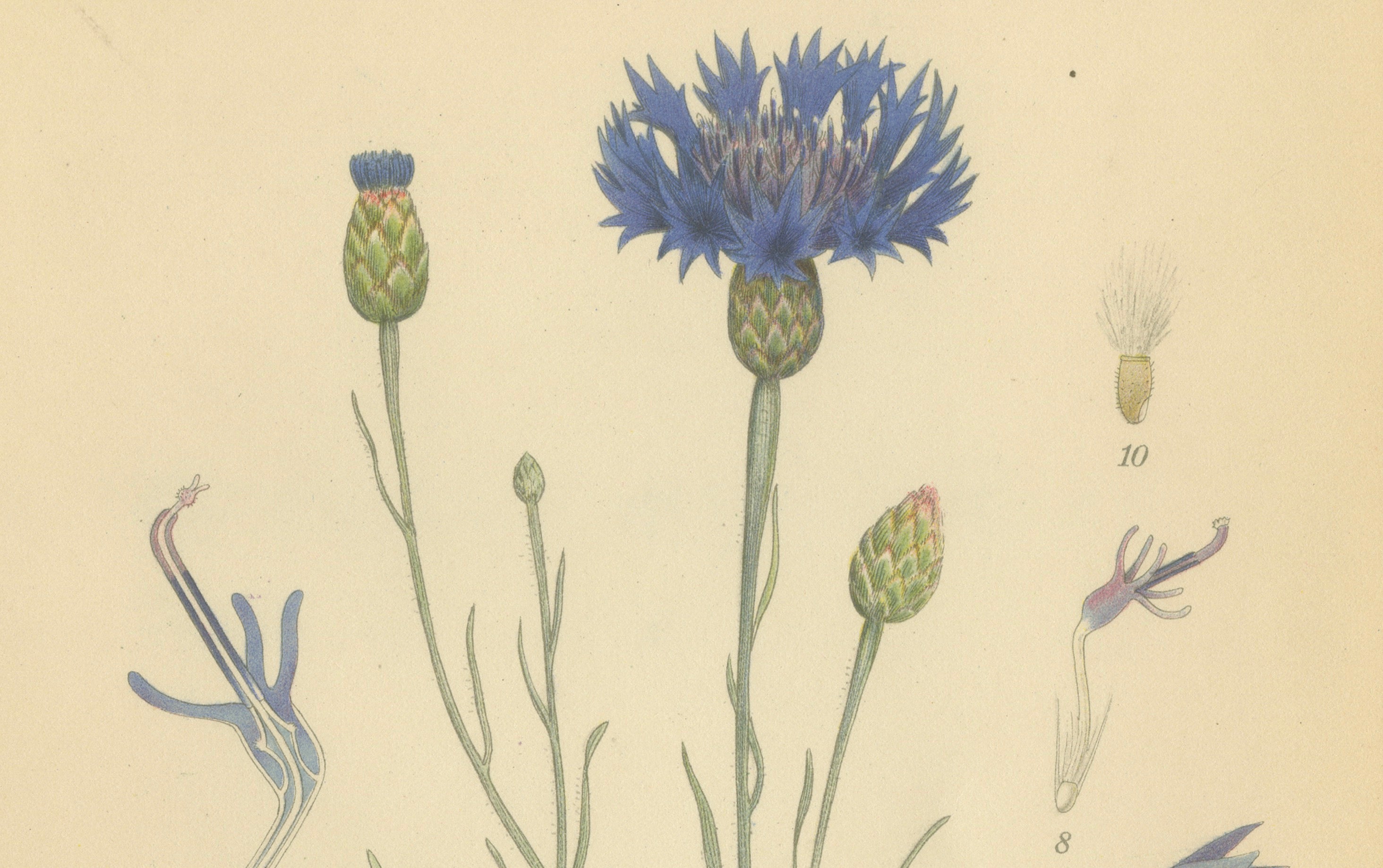 Cornflower Botanical Study, Centaurea Cyanus, Carl Lindman, c.1905