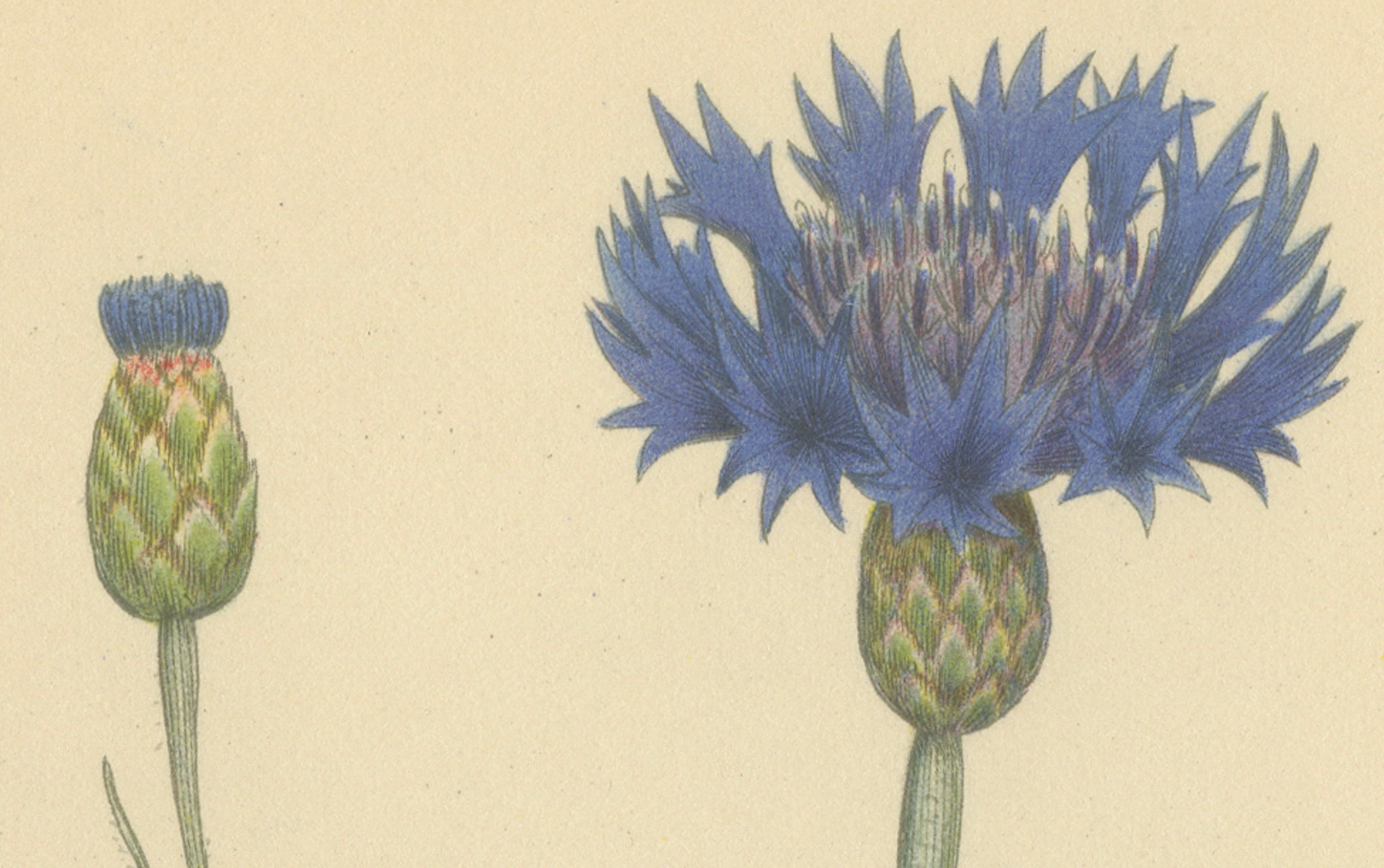 Cornflower Botanical Study, Centaurea Cyanus, Carl Lindman, c.1905