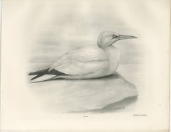 Gannet, Antique Bird Print after Lilian Medland, circa 1909