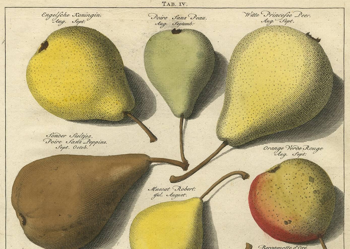 Beautiful set of three antique prints with many pear variaties. These prints originate from a 1758 edition of 'Pomologia' by Johann Hermann Knoop. This is a well-known Dutch work (first edition) on fruit and domestic horticulture. 

This set