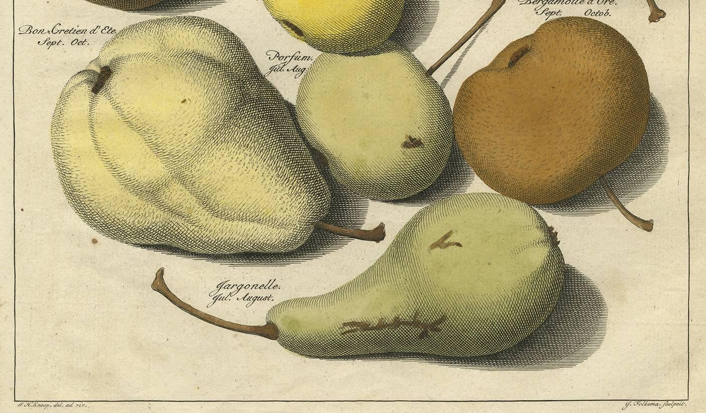 Dutch Set of Three Antique Prints of Pear Variaties by J.H. Knoop, 1758