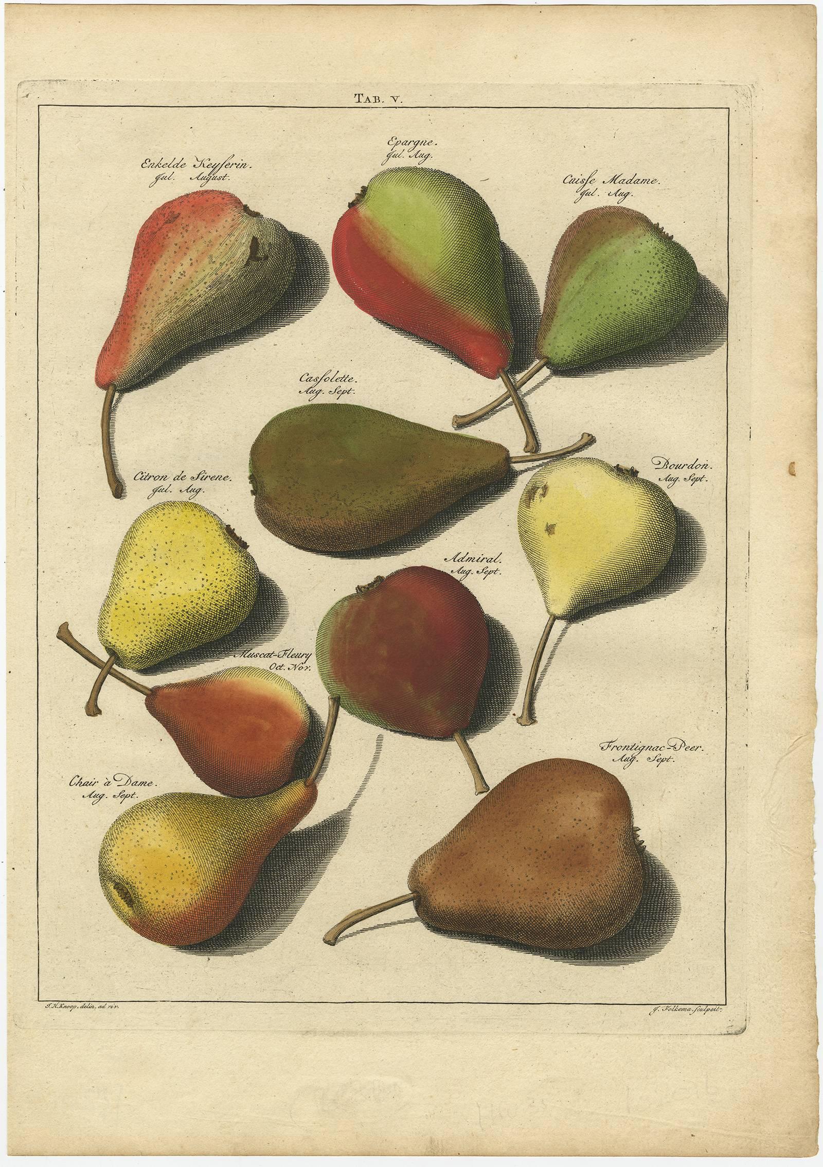Engraved Set of Three Antique Prints of Pear Variaties by J.H. Knoop, 1758